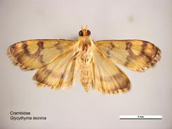 Glycythyma leonina ventral.jpg