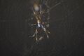 Golden Orb spider at QUT Kelvin Grove, Brisbane-3.jpg