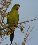 A green parrot with black eye-spots