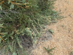 Hakea prostrata habit.jpg