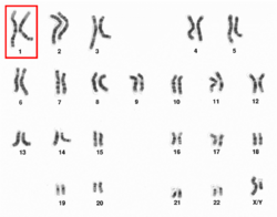 Human male karyotpe high resolution - Chromosome 1.png