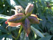 Follicular fruit of Paeonia lactiflora