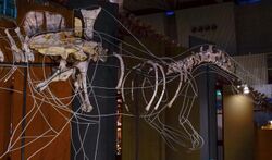 Ichthyovenator laosensis skeletal mount NMNS.jpg