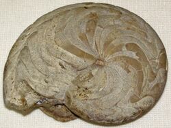 Imitoceras rotatorium fossil ammonoid (Mississippian; Seymour, Indiana, USA) (17184552397).jpg