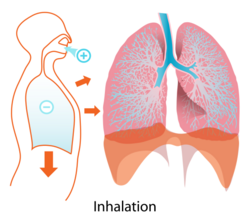 Inhalation diagram.svg
