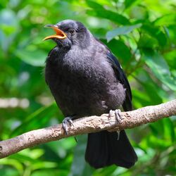 Juvenile tui perched on a branch, singing.jpg