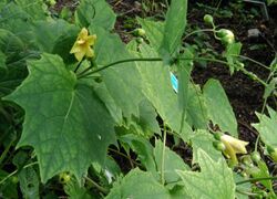 Kirengeshoma-palmata-flowers.JPG