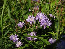 Lactuca tatarica.JPG