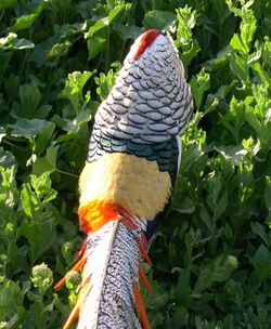 Lady Amherst's Pheasant1.jpg