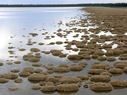 Lake Clifton SMC 2008.jpg