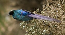 Lamprotornis caudatus -Dakar -Senegal-2007.jpg