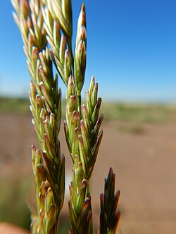 Leptochloa dubia - green sprangletop - Flickr - Matt Lavin.jpg