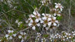 Leptospermum arachnoides flower cluster (8349236214).jpg