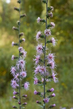 Liatris squarrulosa Arkansas.jpg