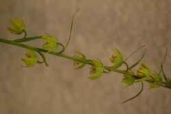 Liliceae Fritillaria ojaiensis Ojai Fritillary.jpg