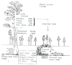 Litter-nutrient cycle2.gif