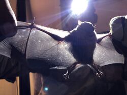 Little yellow-shouldered bat wingspan.jpg