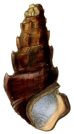 Madagasikara spinosa shell.png