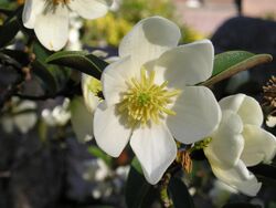 Magnolia laevifolia 052.jpg