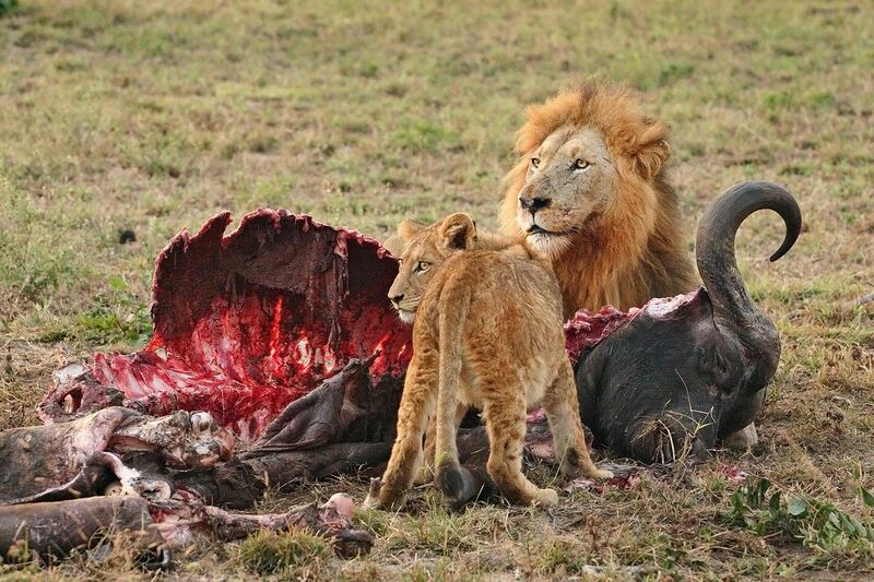File:Male Lion and Cub Chitwa South Africa Luca Galuzzi 2004 edit1.jpg