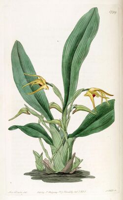 Maxillaria lindleyana (as Maxillaria crocea) - Edwards vol 21 pl 1799 (1836).jpg