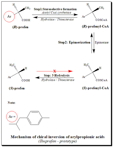Metabolic inversion - Ibuprofen enantiomers
