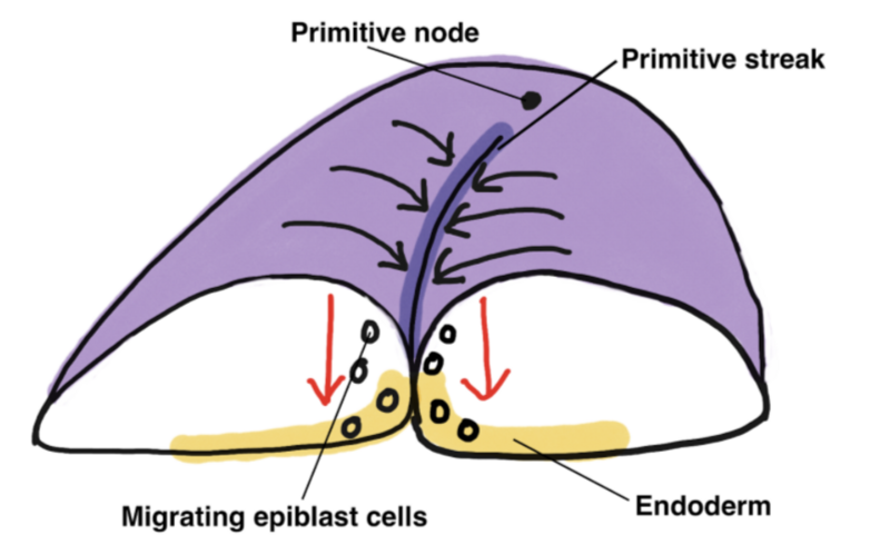 File:Migration of epiblast cells in the mammalian embryo.png