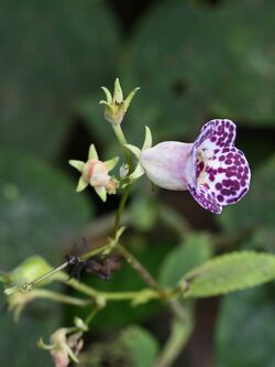 Monopyle paniculata (Gesneriaceae) (44955549755).jpg