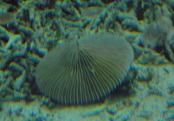 Mushroom Coral (Fungia repanda) - GRB.JPG
