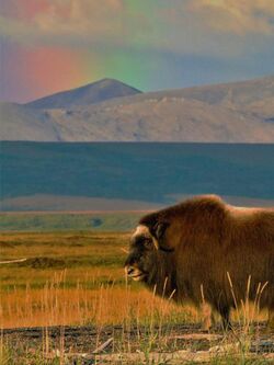 Muskoxen with mountains and rainbow sky in the distance.jpg