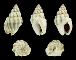 Nassarius coronulus 01.JPG