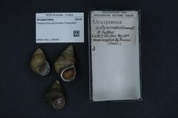 Naturalis Biodiversity Center - RMNH.MOL.156949 - Filopaludina polyzonata Frauenfeld - Viviparidae - Mollusc shell.jpeg