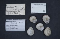 Naturalis Biodiversity Center - ZMA.MOLL.397846 - Megalacron novaegeorgiensis (Cox, 1870) - Camaenidae - Mollusc shell.jpeg
