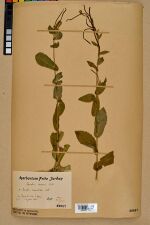 Neuchâtel Herbarium - Arabis nova - NEU000022470.jpg