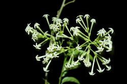 Night blooming Jasmine.jpg