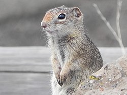 Northern Idaho Ground Squirrel Profile Payette NF Bill Rautsaw (11826332904).jpg