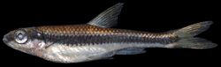 Notropis cummingsae (S1170) 0052 (28218699188).jpg