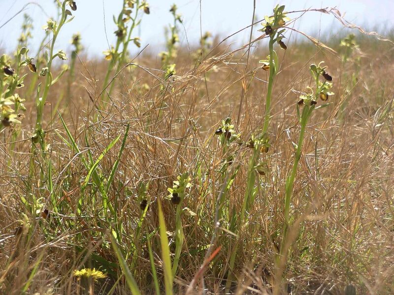 File:Ophrys sphegodes plants.jpg