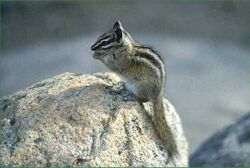 Palmer's chipmunk.jpg