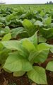 Patch of Tobacco (Nicotiana tabacum ) in a field in Intercourse, Pennsylvania..jpg
