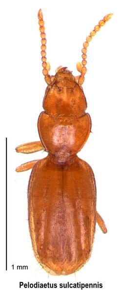 Pelodiaetus sulcatipennis.jpg