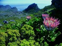 Peninsula Sandstone Fynbos - Table Mountain Cape Town 4.jpg