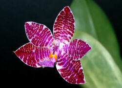Phalaenopsis lueddemanniana Orchi 9051.jpg