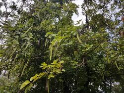 Phanera purpurea tree with fruits (Philippines).jpg