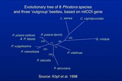 Phratora phylogeny.jpg