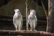 Pied Harrier.jpg