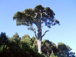 Pinus canariensis (Garafía) 07 ies.jpg