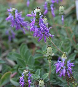 Plectranthus ornatus 01.jpg