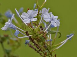 Plumbago auriculata (Blue-flowered Plumbago) in Hyderabad, AP W2 IMG 2437.jpg