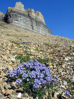 Polemonium boreale - Jacobsledder2.jpg